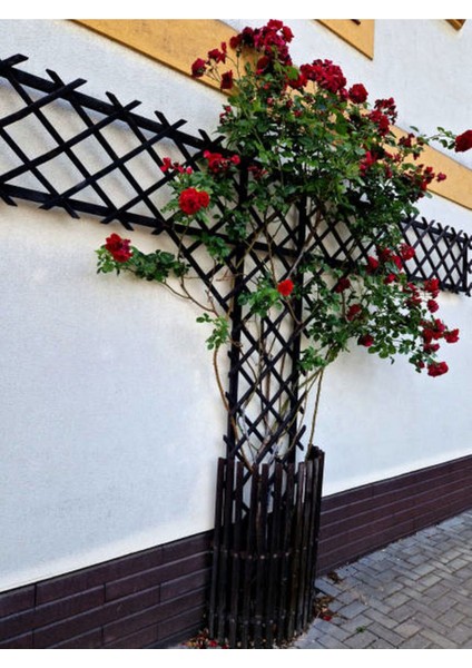 Kampanyalı Kırmızı Sarmaşık Gül Fidanı Kokulu (90 140 Cm)1 Adet Tüplü Aşılı Gül Red Rose fırsatları