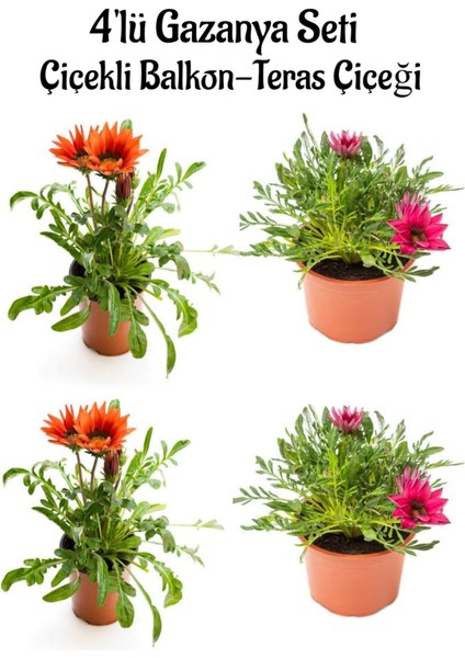 Çok Satan Kırmızı Gazanya 2 Adet+Koyu Pembe Gazanya 2 Adet Saksılı 10-20CM Balkon Bitkisi