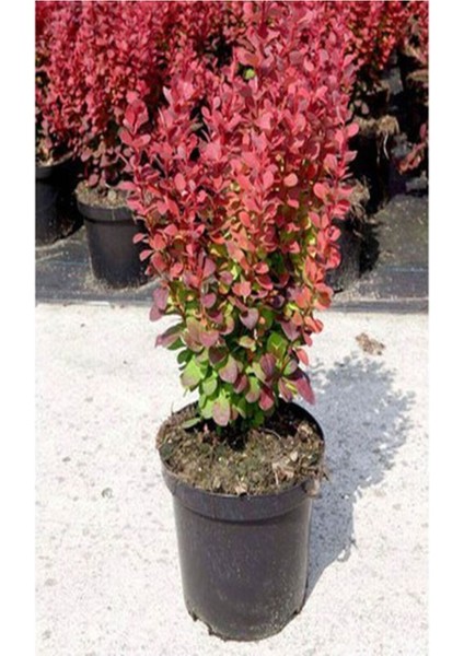 Çok Satan Berbetis Fidanı (40 60 Cm)1 Adet Saksılı/ Tüplü Dış Mekan Bitkisi Berberis