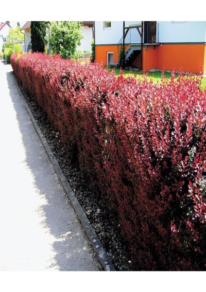 Çok Satan Berbetis Fidanı (40 60 Cm)1 Adet Saksılı/ Tüplü Dış Mekan Bitkisi Berberis