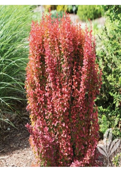 Çok Satan Berbetis Fidanı (40 60 Cm)1 Adet Saksılı/ Tüplü Dış Mekan Bitkisi Berberis