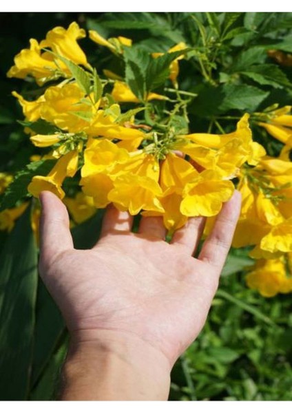 Kampanyalı Acem Borusu Borazan Sarı Renkli (50 90CM) Saksılı/tüplü Bahçe Çiçeği Persian Cornflower modelleri