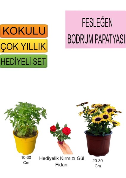 Çok Satan Sarı Bodrum Papatyası+Hediyelik Kırmızı Gül Fidanı