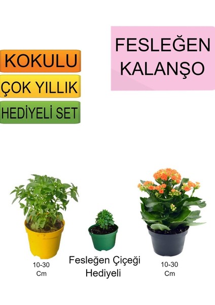 Çok Satan 3'lü Set Fesleğen+Turuncu Kalanşo+Hediyelik Pembe Gül Fidanı