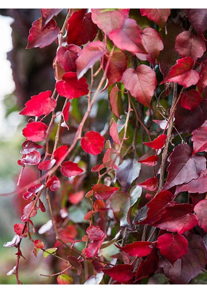 Favori Ürün Amerikan Sarmaşığı (50 60 Cm) 1 Adet Saksılı Dış Mekan Parthenocissus Guinquefolia modelleri
