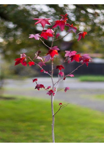 Favori Ürün Amerikan Sarmaşığı (50 60 Cm) 1 Adet Saksılı Dış Mekan Parthenocissus Guinquefolia fırsatları