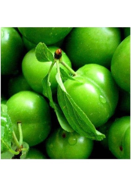 Avantajlı Serada Decor&plant Aşılı Yeşil Can Erik Fidanı 2-3 Yaş