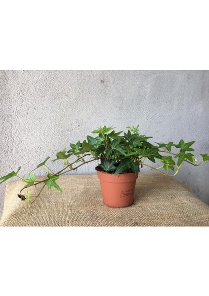 Hedera Helix Sarmaşığı Saksı Ofis Ev Balkon Bitkisi 8,5 cm