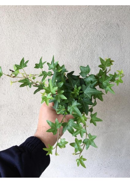 Hedera Helix Sarmaşığı Saksı Ofis Ev Balkon Bitkisi 8,5 cm fiyatları