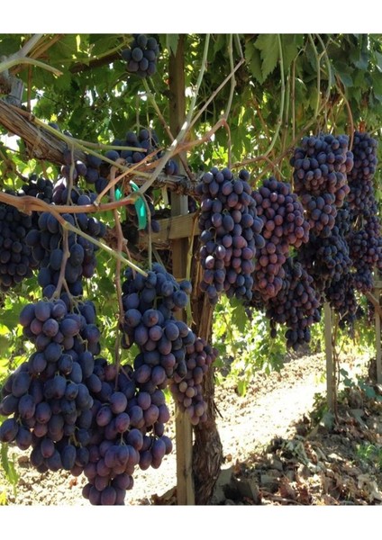 Çok Satan Lezzetli Üzüm Asması Fidanı 30-60 cm Tüplü Çiçekli Bodur Bitkiler "grapevine"