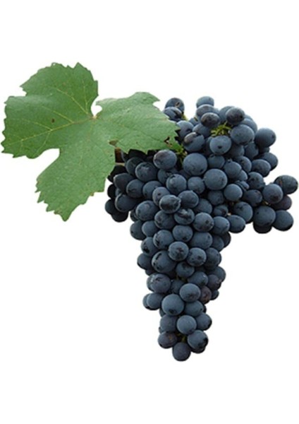Çok Satan Lezzetli Üzüm Asması Fidanı 30-60 cm Tüplü Çiçekli Bodur Bitkiler "grapevine" fiyatları