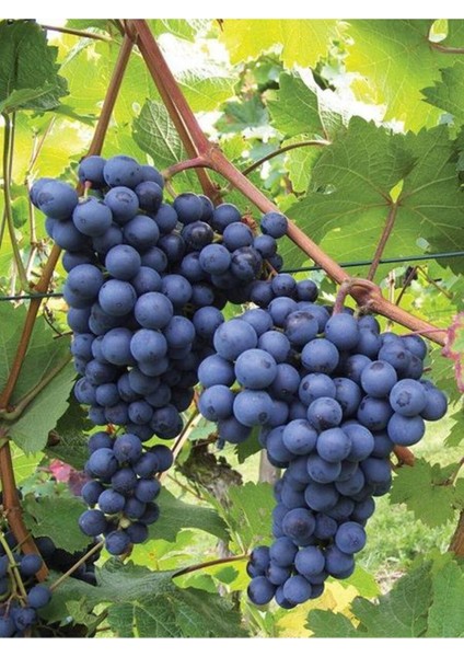 Çok Satan Lezzetli Üzüm Asması Fidanı 30-60 cm Tüplü Çiçekli Bodur Bitkiler "grapevine" modelleri