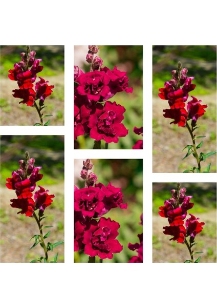 Çok Satan 30'lu Koyu Kırmızı Aslanağzı Çiçeği Fidanı 5-15 cm Tüplü Çiçekli Bodur Antirrhinum Majus
