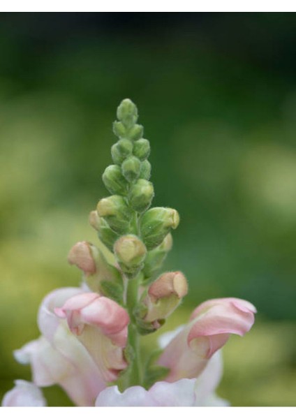 Çok Satan Pembe Beyaz Aslanağzı (5 15) 30 Adet Tüplü Iç/ Dış Mekan Bitkisi Antirrhinum fırsatları