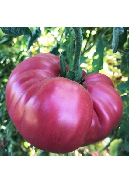 Lezzet Ödüllü Gülpembe Domates Fidesi-5 Adet