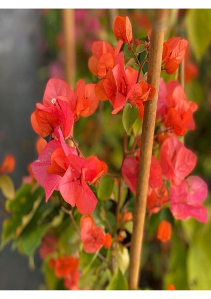 Çok Satan Sarmaşık Begonvil Çiçeği Mercan Rengi (40 50 Cm)1 Adet Saksılı Çiçekli Bitki Bougainvillea