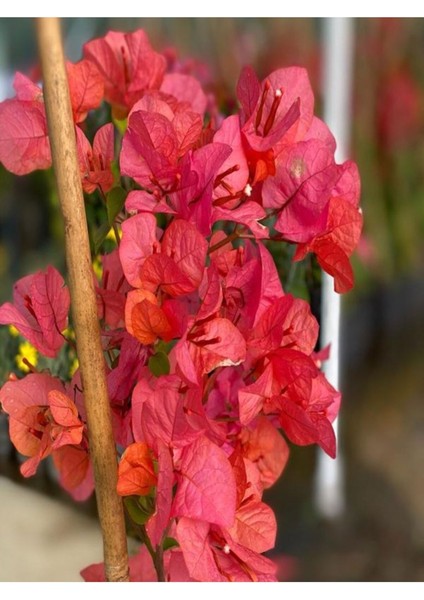 Çok Satan Sarmaşık Begonvil Çiçeği Mercan Rengi (40 50 Cm)1 Adet Saksılı Çiçekli Bitki Bougainvillea