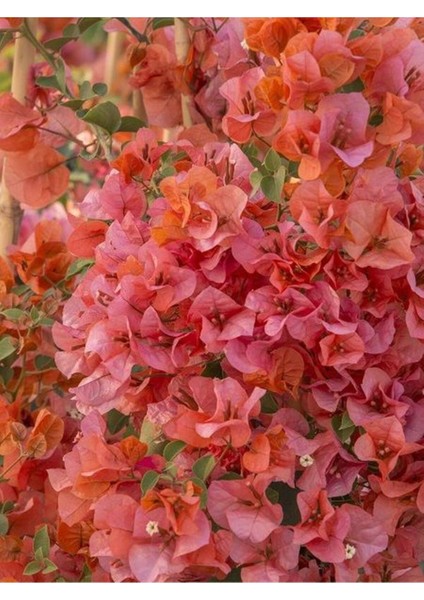 Çok Satan Sarmaşık Begonvil Çiçeği Mercan Rengi (40 50 Cm)1 Adet Saksılı Çiçekli Bitki Bougainvillea