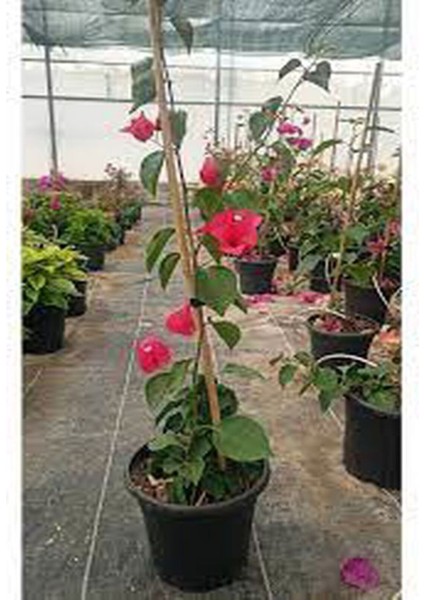 Çok Satan Sarmaşık Begonvil Çiçeği Mercan Rengi (40 50 Cm)1 Adet Saksılı Çiçekli Bitki Bougainvillea