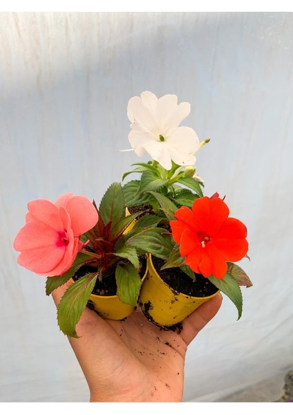 Çok Satan Karışık 2 Adet Cam Güzeli Çiçeği 10-15 cm Tüplü Çiçekli Bodur Bitkiler Yeni Gine