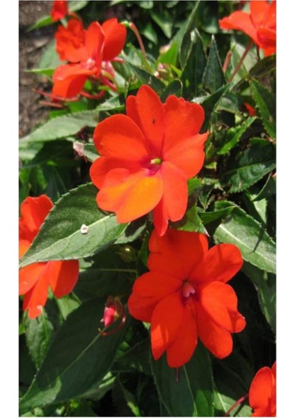 Çok Satan Karışık 2 Adet Cam Güzeli Çiçeği 10-15 cm Tüplü Çiçekli Bodur Bitkiler Yeni Gine fırsatları