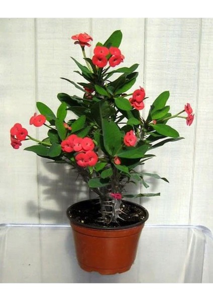 Çok Satan 4'lü Karışık Renk Dikenler Tacı Özel Set 10-20 cm Tüplü Çiçekli Bodur Bitki Euphorbia Milii modelleri