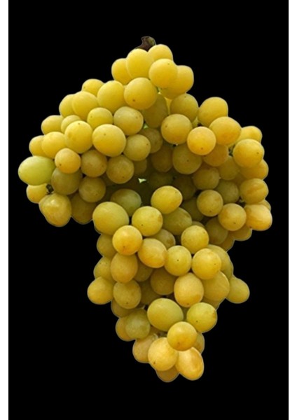 Sarmaşık Cins Üzüm Çekirdeksiz Tüplü 35-45CM