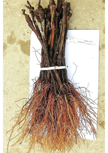 Sarmaşık Cins Üzüm Çekirdeksiz Tüplü 35-45CM fiyatları