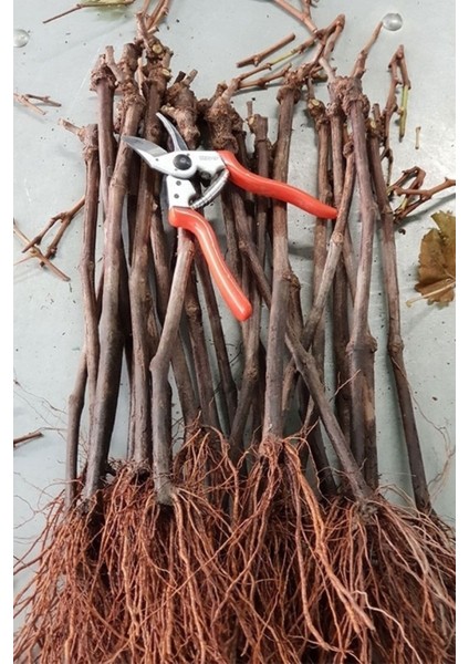 Sarmaşık Cins Üzüm Çekirdeksiz Tüplü 35-45CM modelleri