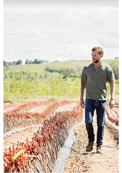 Sarmaşık Cins Üzüm Çekirdeksiz Tüplü 35-45CM fırsatları