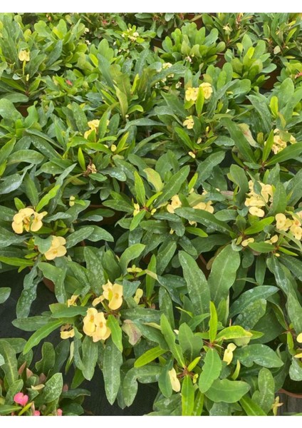 Çok Satan 1 Adet Sarı Renk Dikenler Tacı Çiçeği 10-15 cm Tüplü Çiçekli Bodur Bitkiler Euphorbia Milii