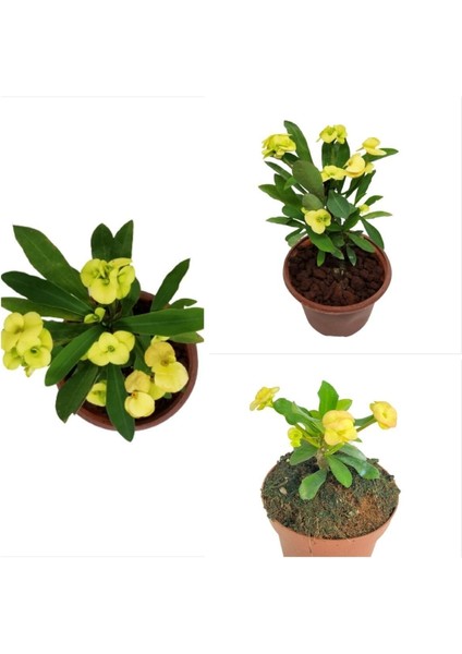 Çok Satan 1 Adet Sarı Renk Dikenler Tacı Çiçeği 10-15 cm Tüplü Çiçekli Bodur Bitkiler Euphorbia Milii