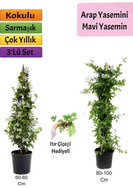 Çok Avantajlı Mavi Yasemin+ Arap Yasemini+ Itır Çiçeği Hediyeli