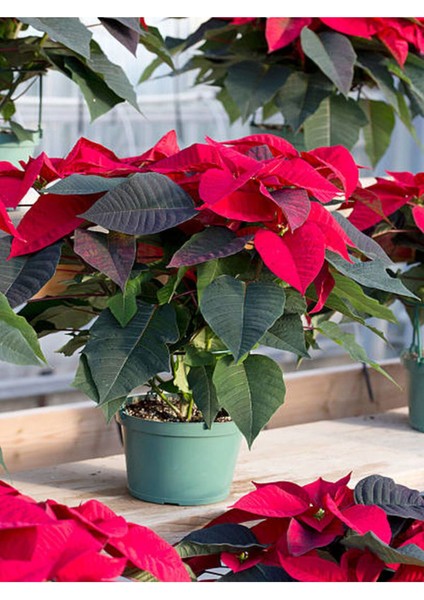 Çok Satan Atatürk Çiçeği Kırmızı Renkli (30 40 Cm)1 Adet Saksılı Çiçekli Bodur Bitki Poinsettia