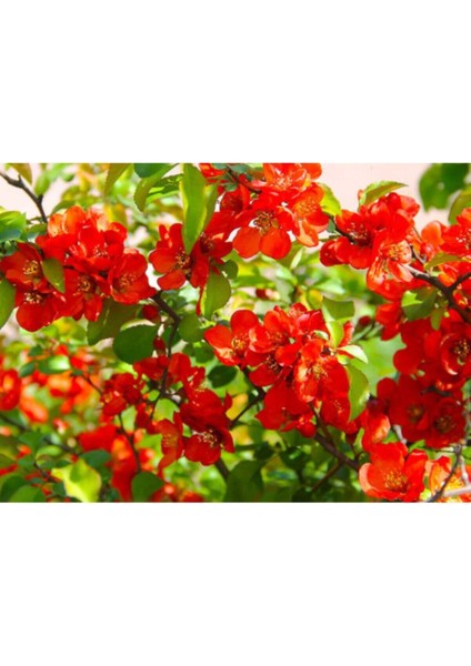 Çok Satan 1 Adet Kırmızı Bahar Dalı Çiçeği Fidanı 30-60 cm Tüplü Çiçekli Bodur Bitkiler Spring Flowers