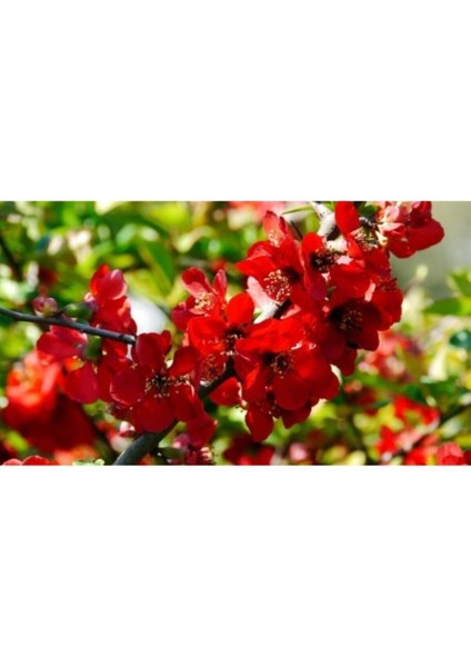 Çok Satan 1 Adet Kırmızı Bahar Dalı Çiçeği Fidanı 30-60 cm Tüplü Çiçekli Bodur Bitkiler Spring Flowers