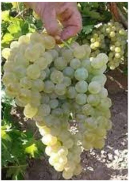 Avantajlı Kazova Üzüm Fidanı 40 cm 60 cm