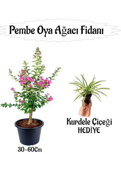 Favori Ürün Pembe Oya Ağacı Fidanı 1 Adet Saksılı+Kurdele Çiçeği Hediyeli