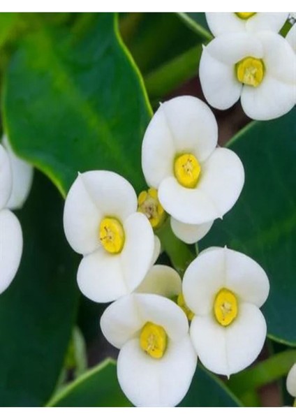 Çok Satan 1 Adet Beyaz Renk Dikenler Tacı Çiçeği 10-15 cm Tüplü Çiçekli Bodur Bitkiler Euphorbia Milli