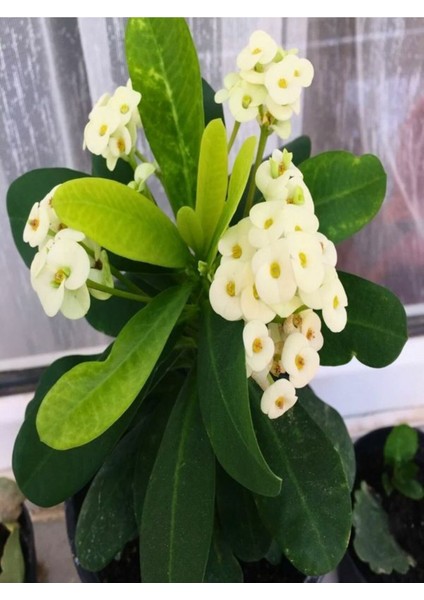 Çok Satan 1 Adet Beyaz Renk Dikenler Tacı Çiçeği 10-15 cm Tüplü Çiçekli Bodur Bitkiler Euphorbia Milli