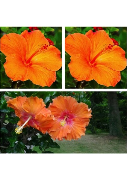 Çok Satan 3'lü Turuncu Renk Japon Gülü Çiçeği 20-30 cm Tüplü Çiçekli Bodur Bitki (Camellia Japonica)