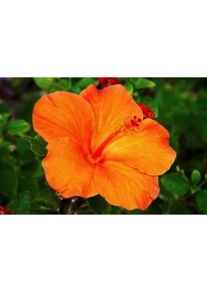 Çok Satan 3'lü Turuncu Renk Japon Gülü Çiçeği 20-30 cm Tüplü Çiçekli Bodur Bitki (Camellia Japonica) fiyatları