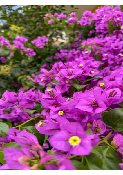 Çok Satan Mor Begonvil Çiçeği (80-100 Cm) 1 Adet Saksılı Çiçekli Bahçe Bitkisi Bougainvillea