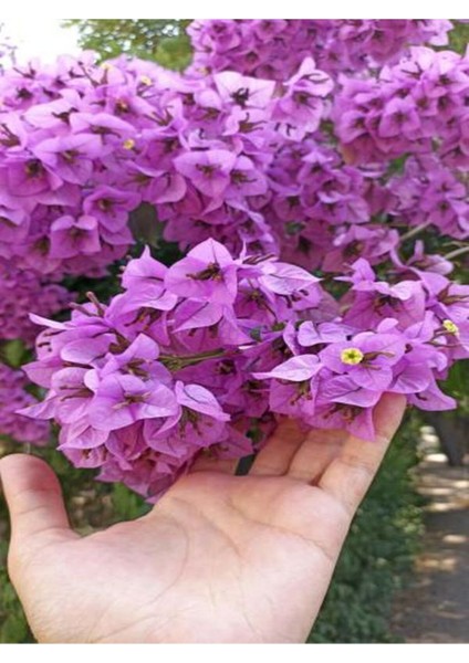 Çok Satan Mor Begonvil Çiçeği (80-100 Cm) 1 Adet Saksılı Çiçekli Bahçe Bitkisi Bougainvillea