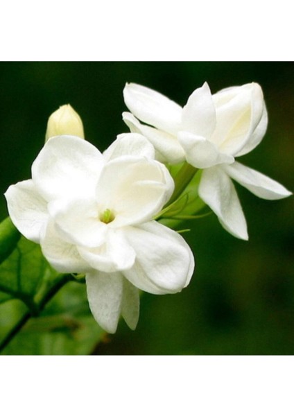 Çok Satan 4 Adet Ful Yasemin Çiçeği Fidanı 60-70 cm Tüplü Çiçekli Bodur Bitkiler Jasminie modelleri