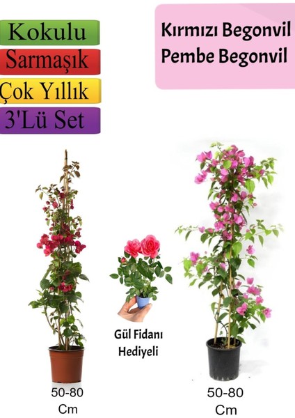 Çok Avantajlı Kırmızı+ Pembe Begonvil+ Gül Fidanı Hediyeli