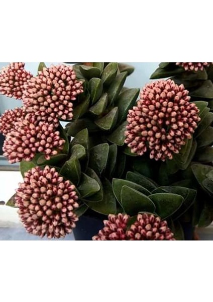 Kampanyalı Crassula Springtime Katmer Çiçekli Sukulent 5.5cm Saksıda