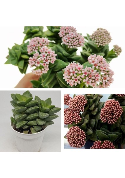 Kampanyalı Crassula Springtime Katmer Çiçekli Sukulent 5.5cm Saksıda fiyatları