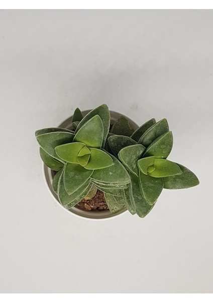 Kampanyalı Crassula Springtime Katmer Çiçekli Sukulent 5.5cm Saksıda modelleri