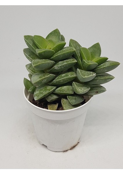 Kampanyalı Crassula Springtime Katmer Çiçekli Sukulent 5.5cm Saksıda fırsatları